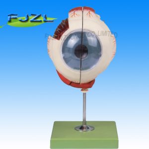 Eye Enlargement Model
