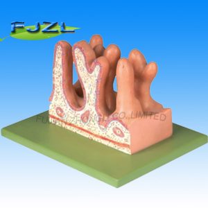 Internal Surface of Jejunum Anatomical Model Digestive