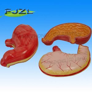 Stomach Model for Education