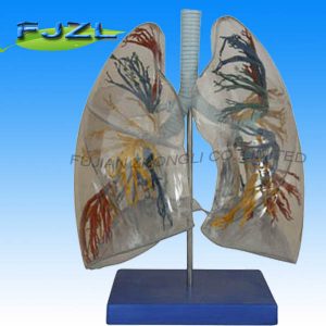 Model of The Transparent Lung Segment