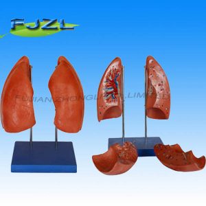 Lung Segments Model for Education