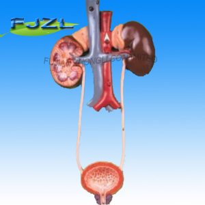 Urinary System/Urinary System Anatomical Model