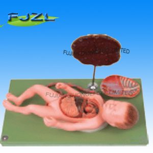 Fetus with Viscus and Placenta/Fetus with Viscus and Placenta Anatomical Model