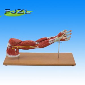 Muscle of The Human Arm - 7 Parts