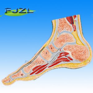 Median Sagittal Section Model of Foot