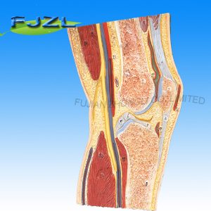 Knee Joint Section