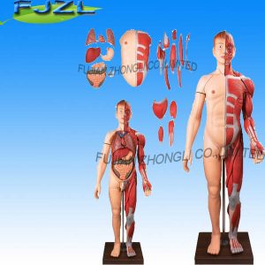 Human Body Model Muscles with Internal Organs