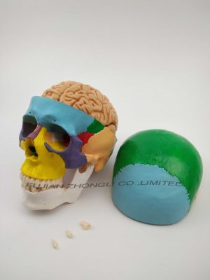 High Quality Colored Skull with Brain-8parts
