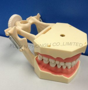 Dental Typodonts with Removable Screw Teeth