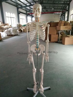 170cm Human Skeleton with blue Spine, Environmental Protection Standard