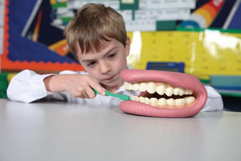 demonstration model for dentistry