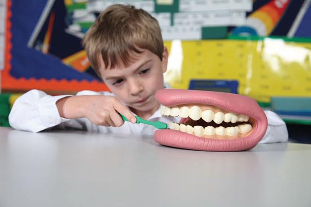 demonstration model for dentistry
