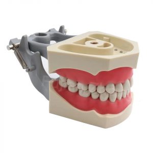 Dental Typodont With Replacement For Columbia